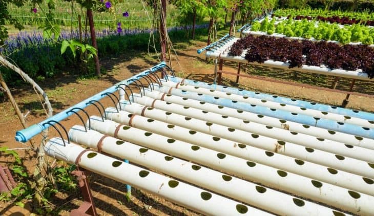 Hydroponic Drip System Watering Schedule