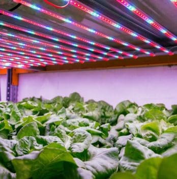 Hydroponic Lettuce Light Requirements