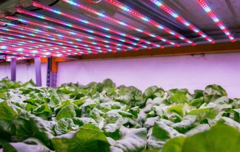 Hydroponic Lettuce Light Requirements