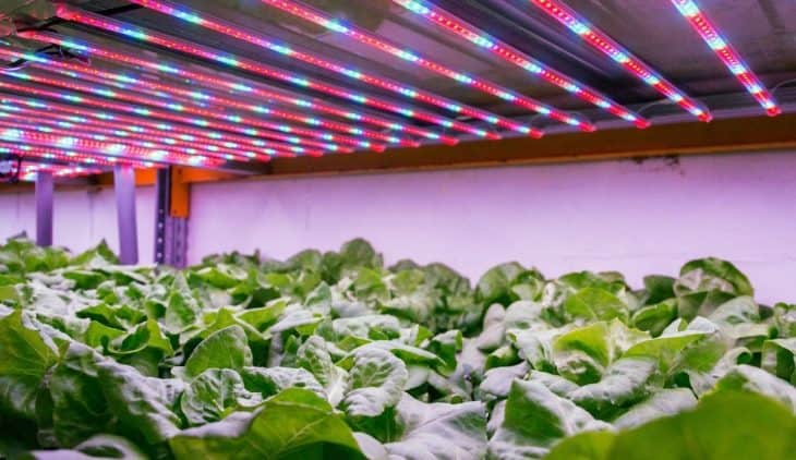 Hydroponic Lettuce Light Requirements