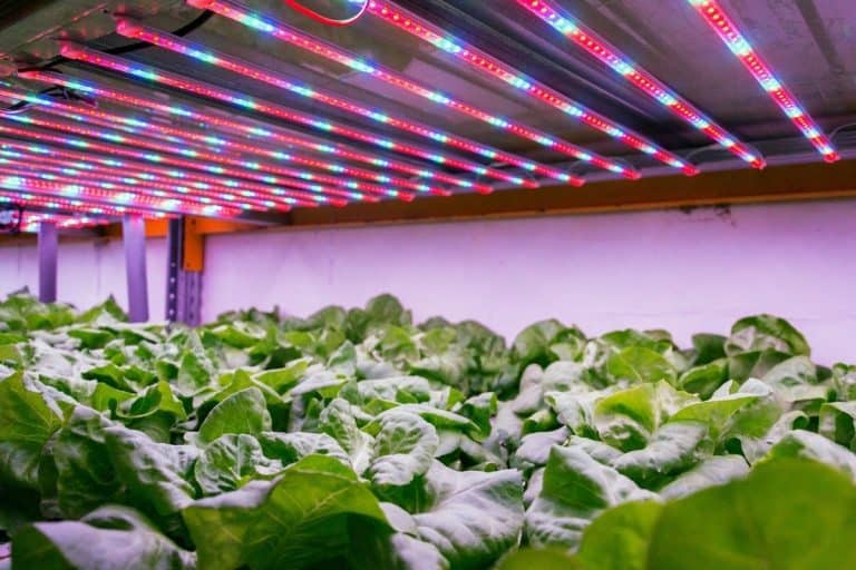 Hydroponic Lettuce Light Requirements Grower Today