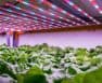 Hydroponic Lettuce Light Requirements