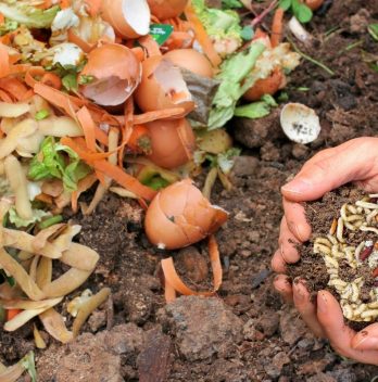 Maggots In Compost Good Or Bad