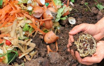 Maggots In Compost Good Or Bad