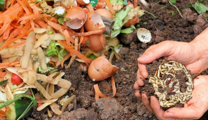 Maggots In Compost Good Or Bad