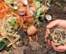 Maggots In Compost Good Or Bad