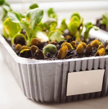 Tips To Successfully Starting A Microgreen Business