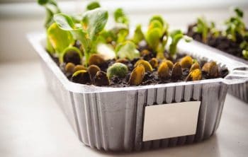 Tips To Successfully Starting A Microgreen Business