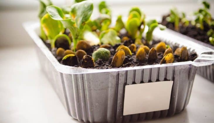 Tips To Successfully Starting A Microgreen Business