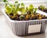 Tips To Successfully Starting A Microgreen Business