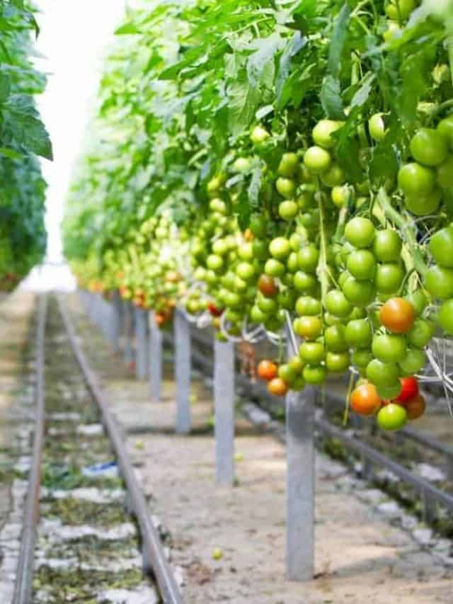 cropped-Growing-Hydroponic-Tomatoes-An-Easy-Guide.jpg