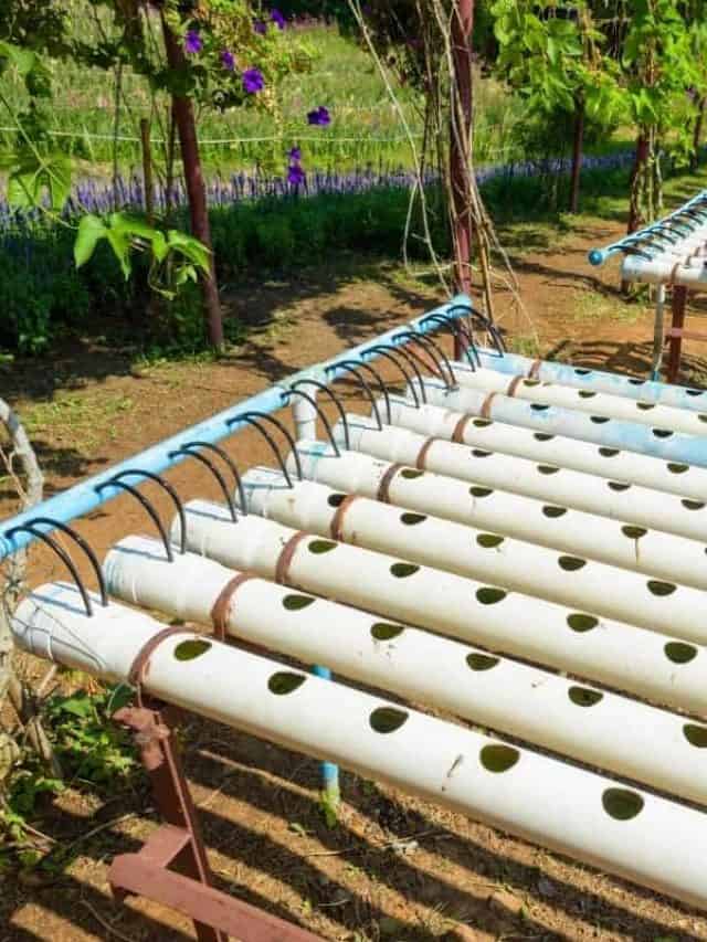 cropped-Hydroponic-Drip-System-Watering-Schedule.jpg