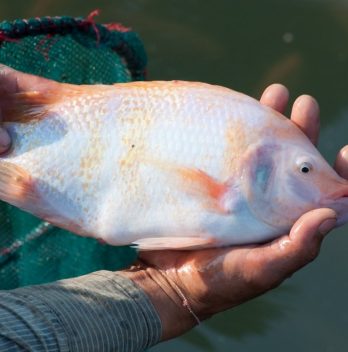 Best Bait For Tilapia & Tips To Catching Tilapia