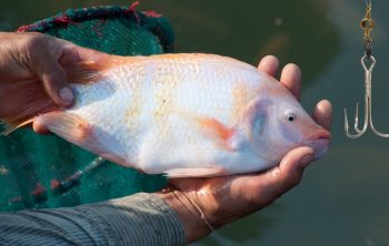 Best Bait For Tilapia & Tips To Catching Tilapia