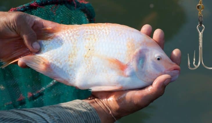 Best Bait For Tilapia & Tips To Catching Tilapia