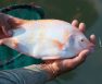 Best Bait For Tilapia & Tips To Catching Tilapia