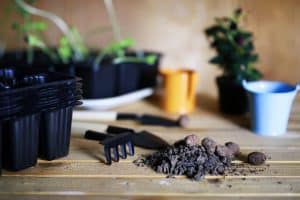 Can You Transplant Hydroponic Plants to Soil