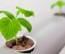 Cheapest Hydroponic Growing Medium