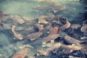 catfish aquaponics