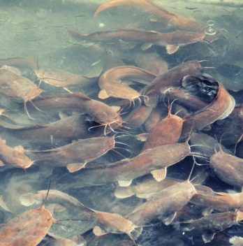 catfish aquaponics