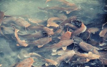 catfish aquaponics