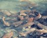 catfish aquaponics
