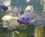 How Many Tilapia Per Gallon