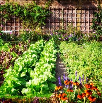 How Often Should You Water a Vegetable Garden