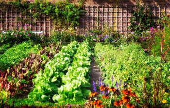 How Often Should You Water a Vegetable Garden