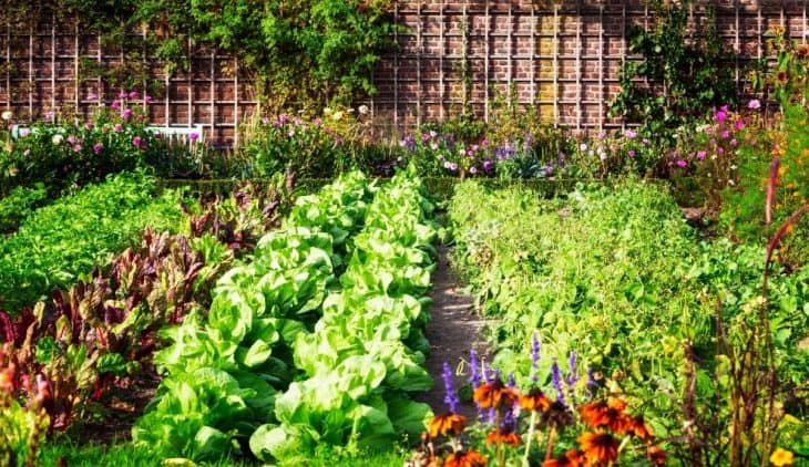 How Often Should You Water a Vegetable Garden