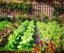 How Often Should You Water a Vegetable Garden