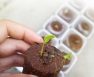 How To Use Rapid Rooters Plugs