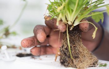 How to Fix Root Rot Hydroponics