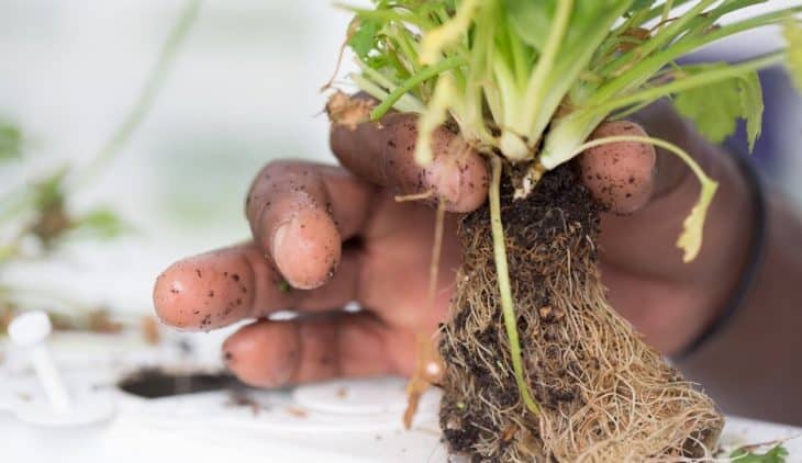 How to Fix Root Rot Hydroponics