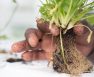 How to Fix Root Rot Hydroponics