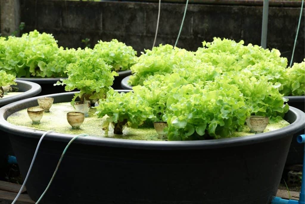 U Siphon Vs. Bell Siphon For Aquaponics Systems Grower Today — free download