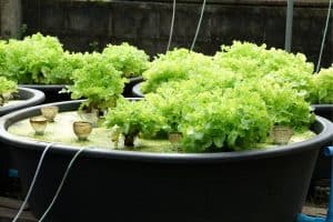 u siphon aquaponics