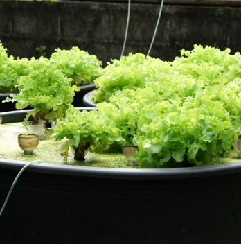 u siphon aquaponics