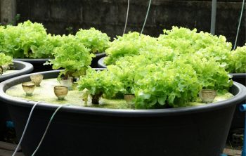 u siphon aquaponics