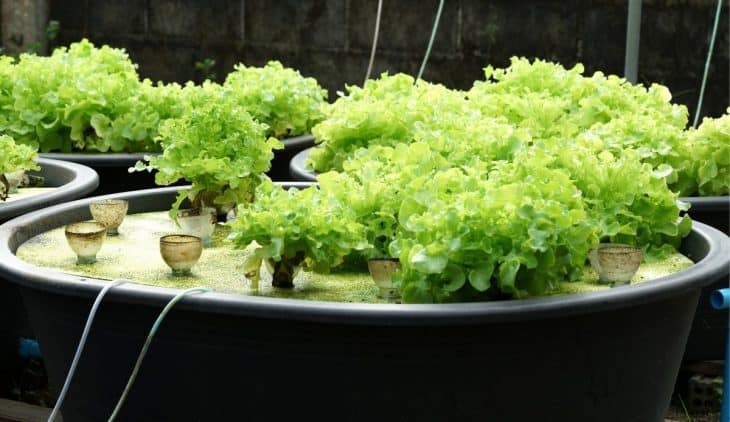 u siphon aquaponics