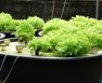 u siphon aquaponics