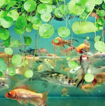 Where to Buy Fish For Aquaponics