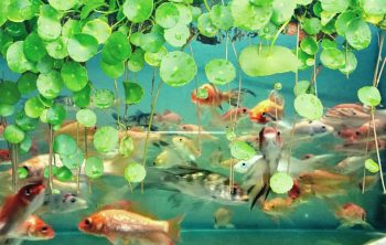 Where to Buy Fish For Aquaponics