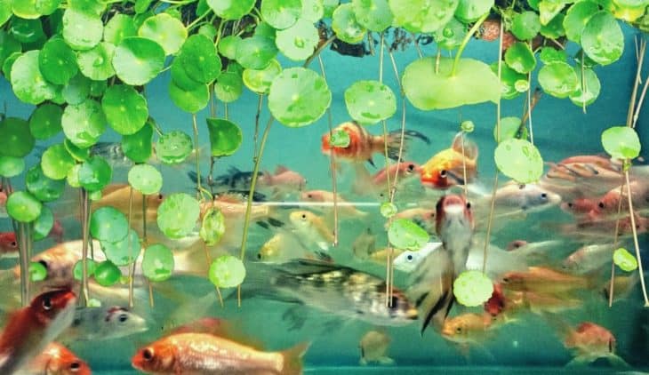 Where to Buy Fish For Aquaponics