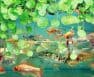 Where to Buy Fish For Aquaponics
