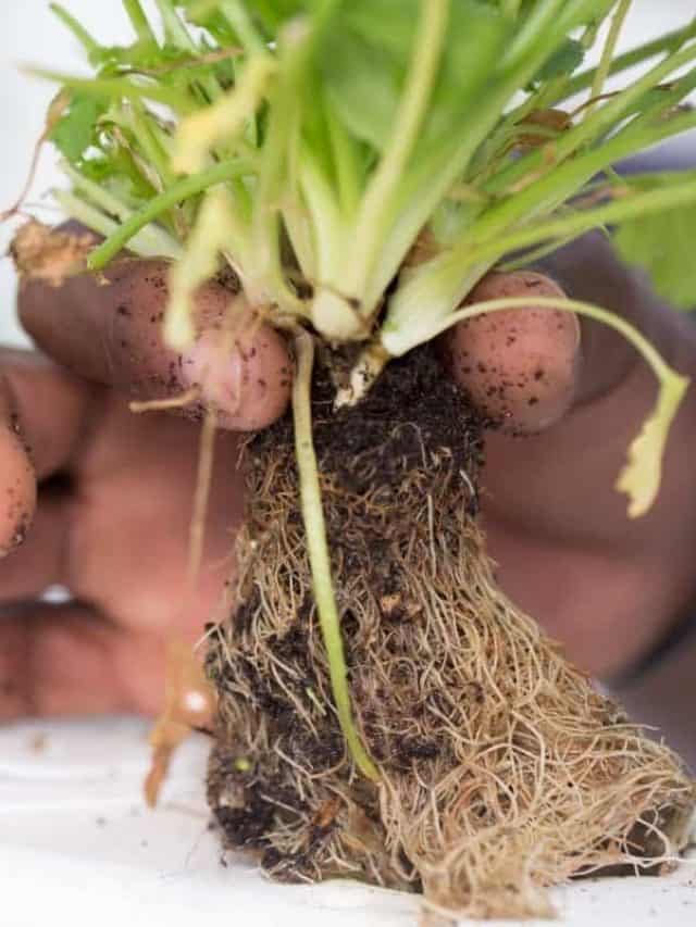 cropped-How-to-Fix-Root-Rot-Hydroponics.jpg