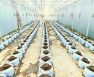 hydroponic drip system