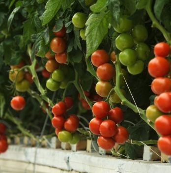 Best pH For Hydroponic Tomatoes