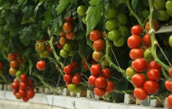 Best pH For Hydroponic Tomatoes