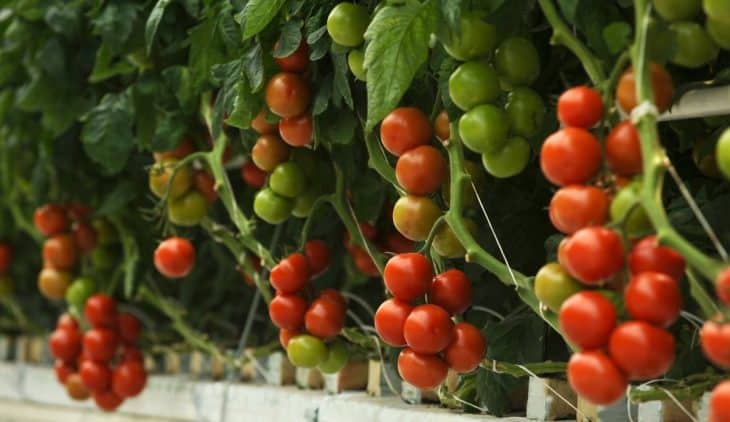 Best pH For Hydroponic Tomatoes